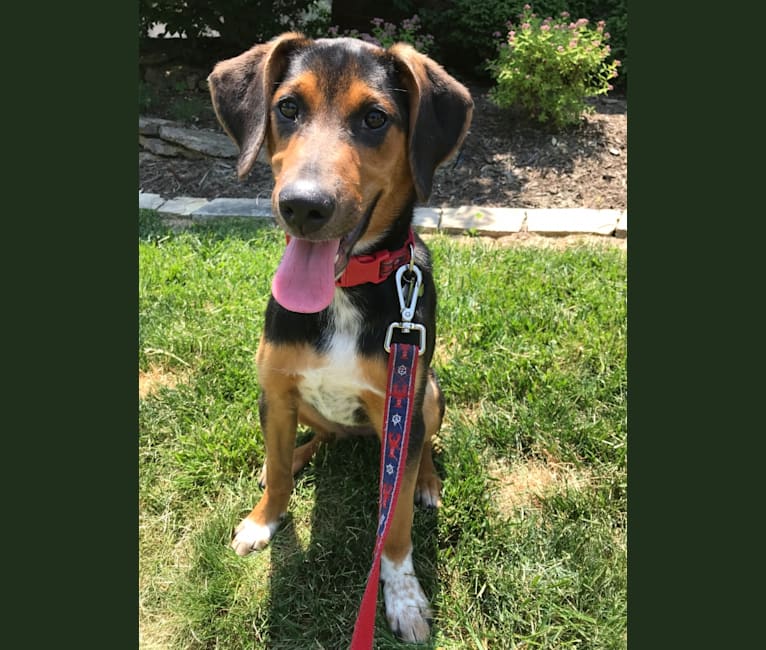 American foxhound border collie mix sales