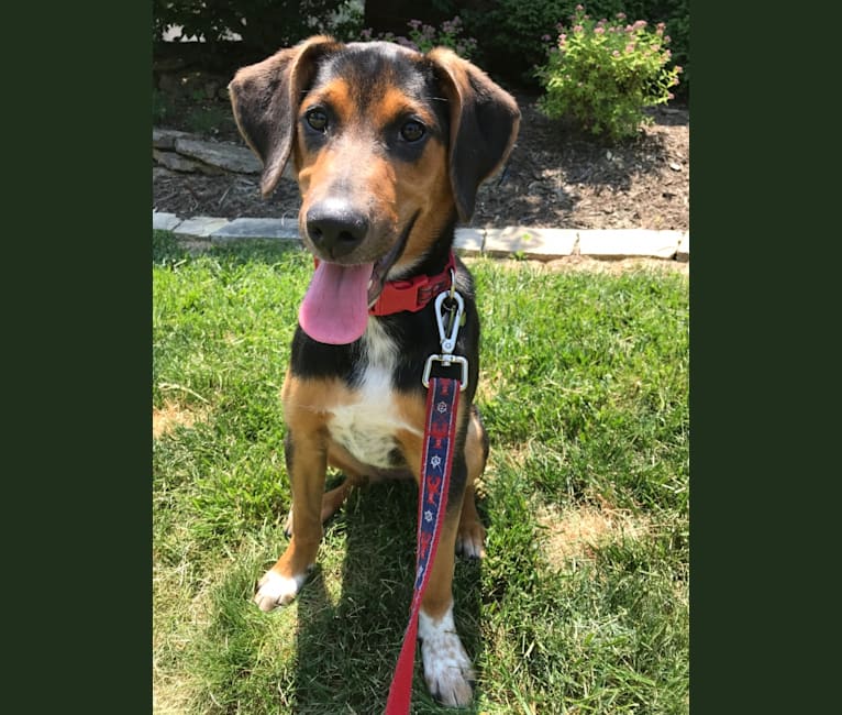 Chara, a Black and Tan Coonhound and Border Collie mix tested with EmbarkVet.com