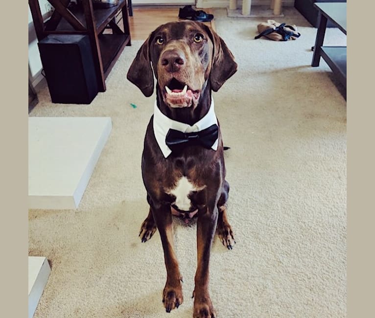 pointer bloodhound mix