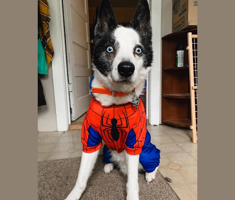 Eli, a Karelian Bear Dog tested with EmbarkVet.com