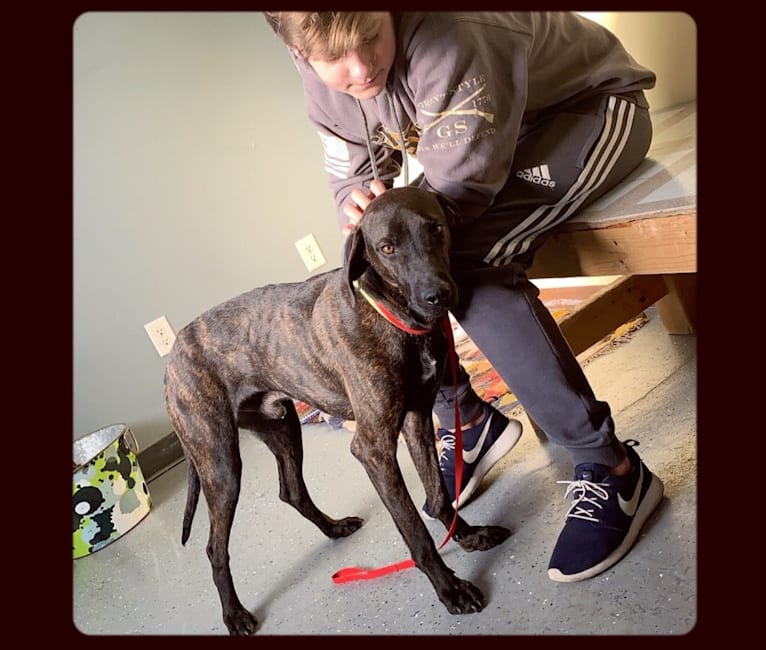 Braxton, a Mountain Cur tested with EmbarkVet.com