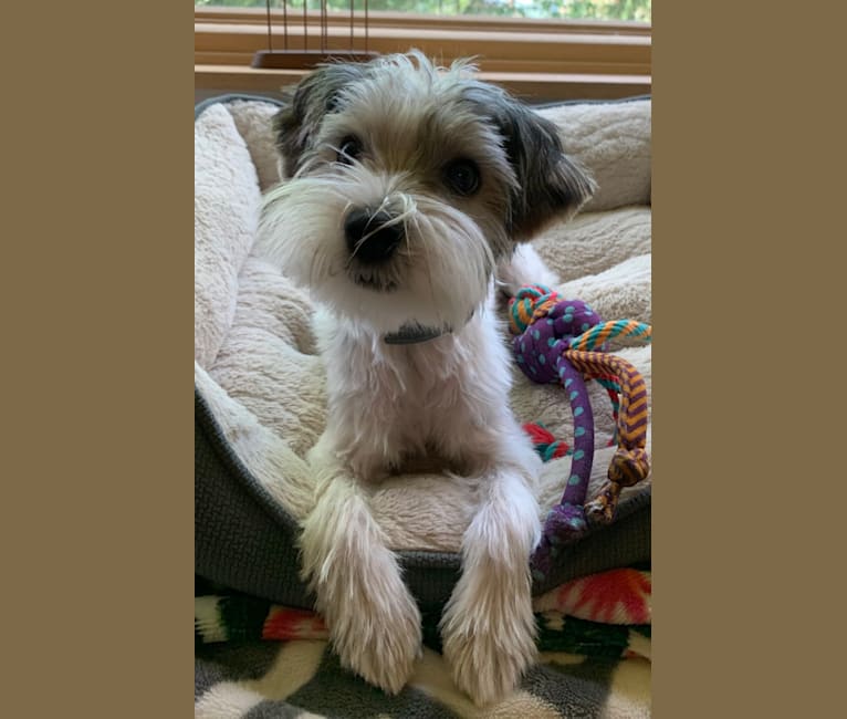Milo, a Biewer Terrier tested with EmbarkVet.com