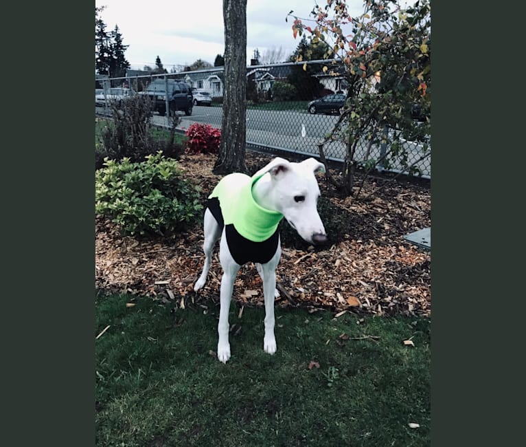 Photo of Rush, a Whippet  in Goldendale, WA, USA