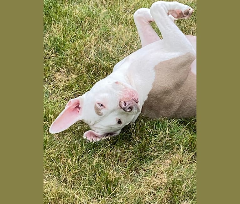 Ziggy Stardust, an American Pit Bull Terrier tested with EmbarkVet.com