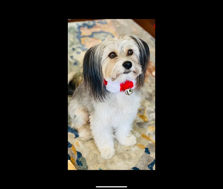 Photo of Benji, a Shih Tzu, American Pit Bull Terrier, Lhasa Apso, Chihuahua, and Yorkshire Terrier mix in Bakersfield, California, USA