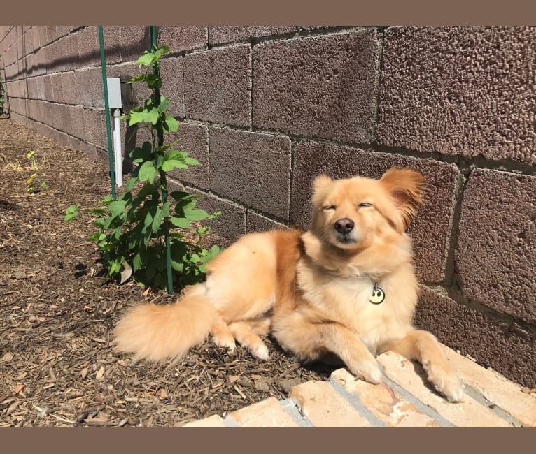 Obi, a Pomeranian and Chihuahua mix tested with EmbarkVet.com