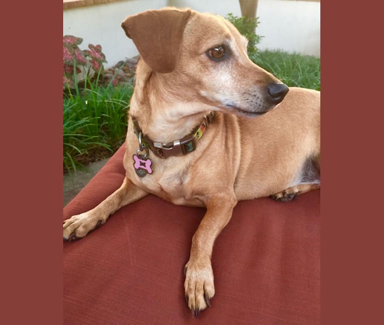 Millie, a Dachshund and Chihuahua mix tested with EmbarkVet.com