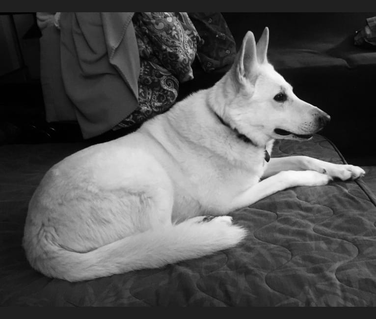 SKY, a White Shepherd tested with EmbarkVet.com