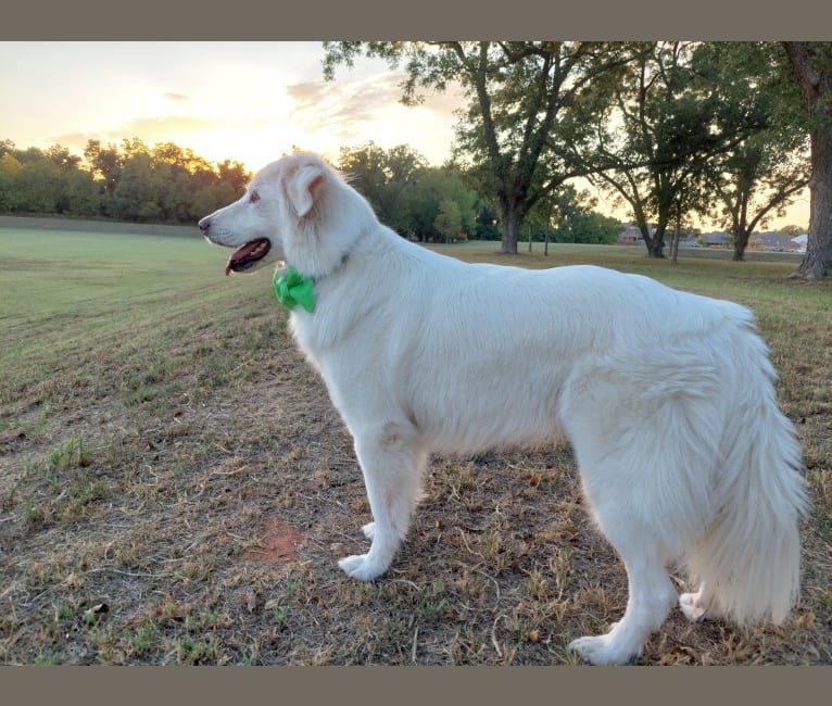 Luca, a Great Pyrenees and Pomeranian mix tested with EmbarkVet.com