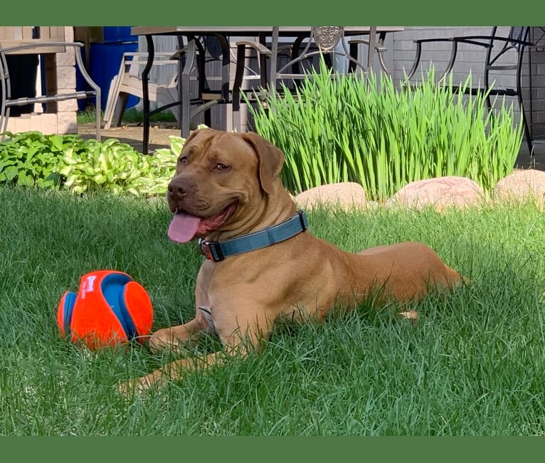 Photo of Marco, a Boerboel, American Pit Bull Terrier, and Mixed mix in Springfield, Illinois, USA