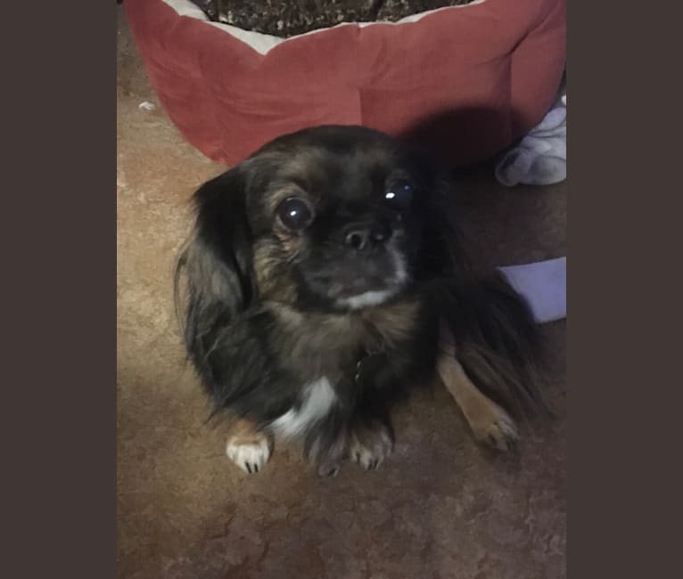 Pekingese dachshund shop
