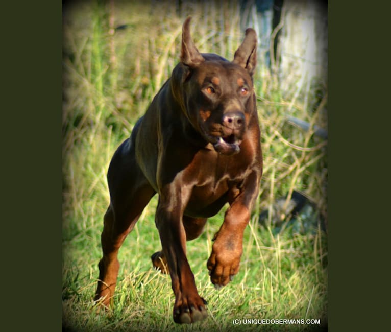 Embark Dog DNA Test Breed