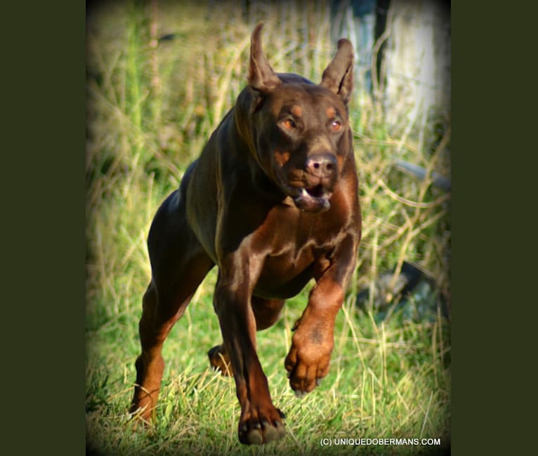 Draco, a Doberman Pinscher tested with EmbarkVet.com