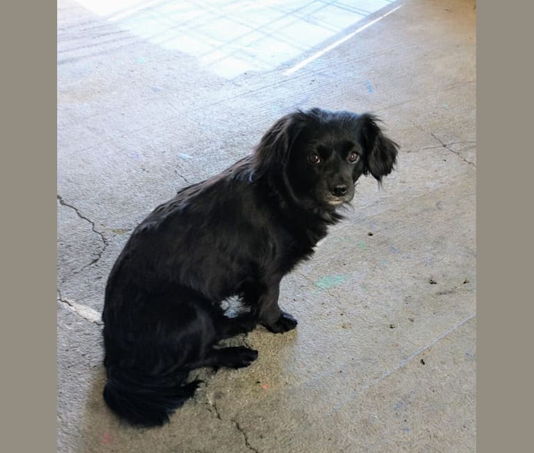 Pomeranian dachshund mix black outlet