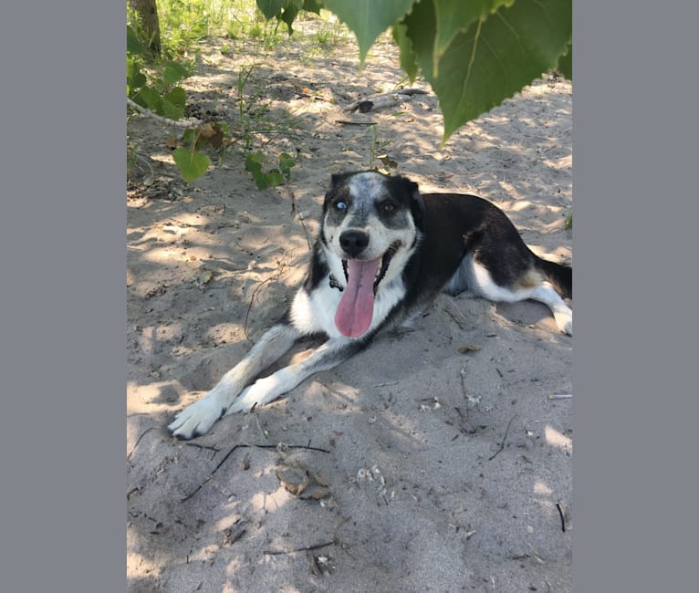 Rambo, a Siberian Husky and Rottweiler mix tested with EmbarkVet.com