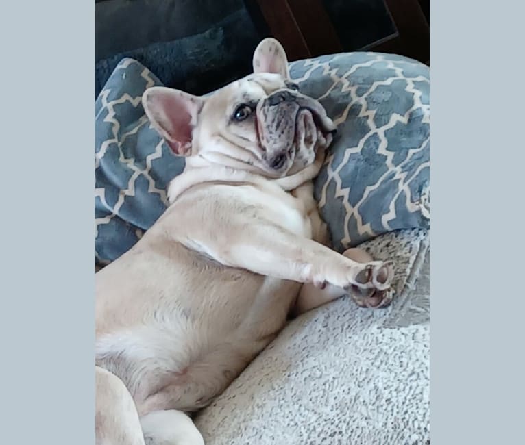 Stella Bean, or Butter Bean, a French Bulldog tested with EmbarkVet.com