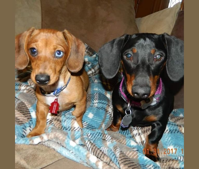 Casey, a Dachshund tested with EmbarkVet.com