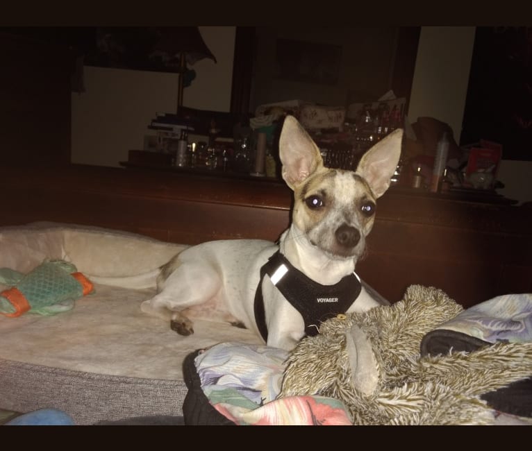 Spottie, a Chihuahua and Mountain Cur mix tested with EmbarkVet.com