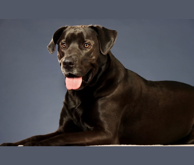 FORREST, a Labrador Retriever and American Pit Bull Terrier mix tested with EmbarkVet.com