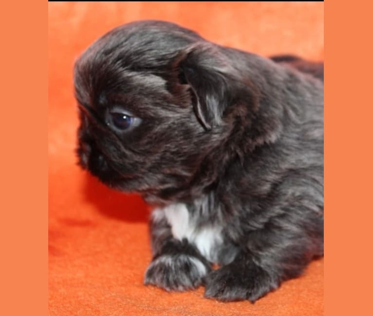 Morpheus, a Shih Tzu tested with EmbarkVet.com