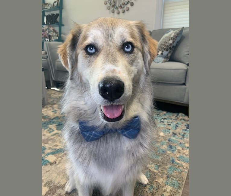 Tyson, a Golden Retriever and Siberian Husky mix tested with EmbarkVet.com