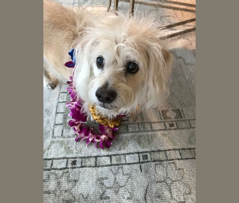 Bogey, a Chihuahua and Cocker Spaniel mix tested with EmbarkVet.com