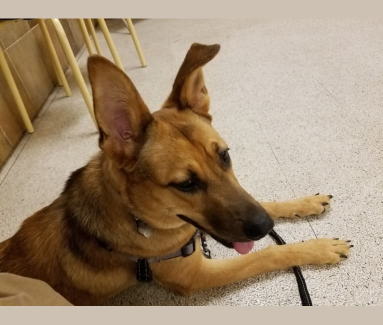 Max, a German Shepherd Dog and Rat Terrier mix tested with EmbarkVet.com