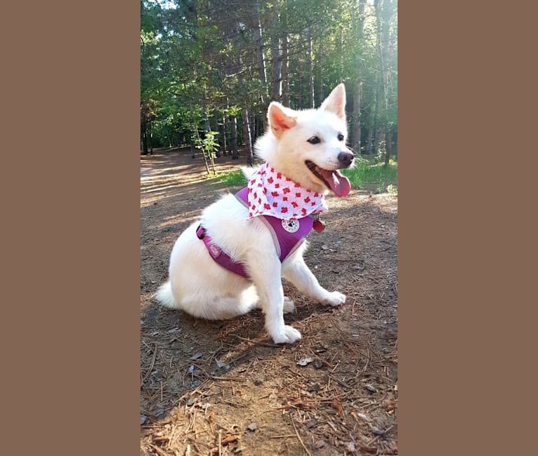 embark dog dna test breed