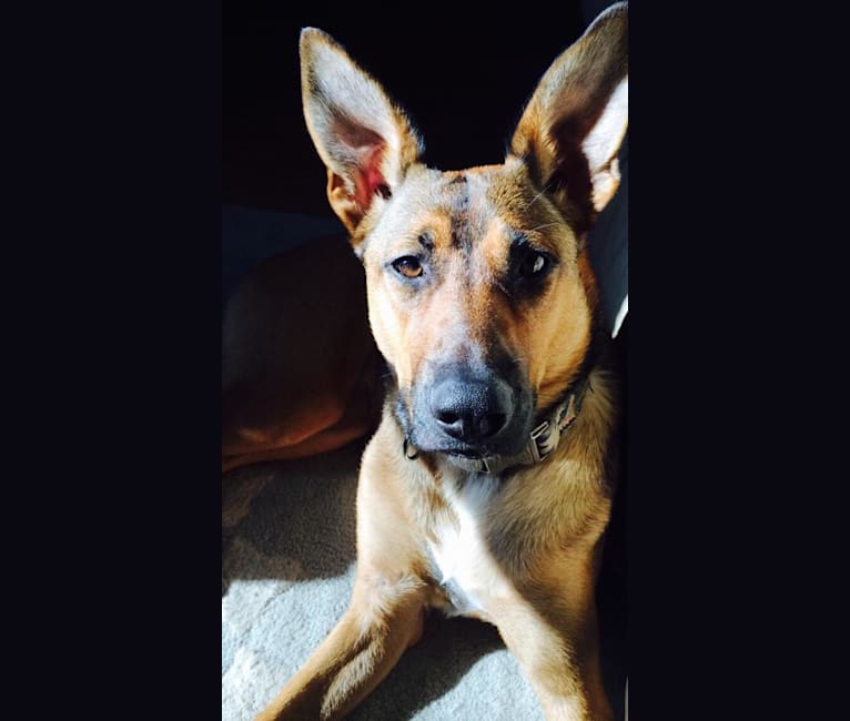 Embark Dog DNA Test Breed