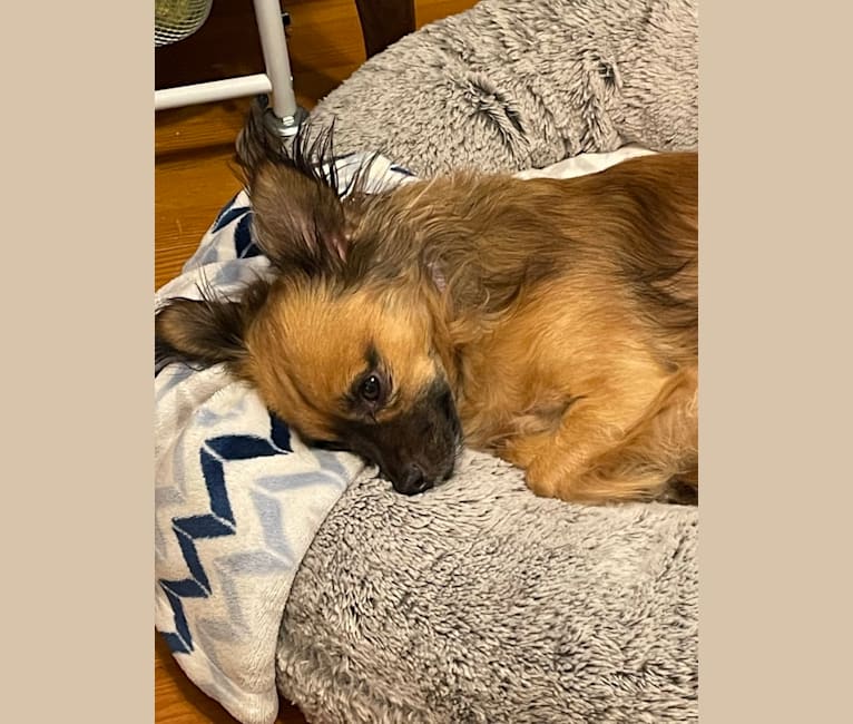 Rosie, a Chihuahua and Pomeranian mix tested with EmbarkVet.com