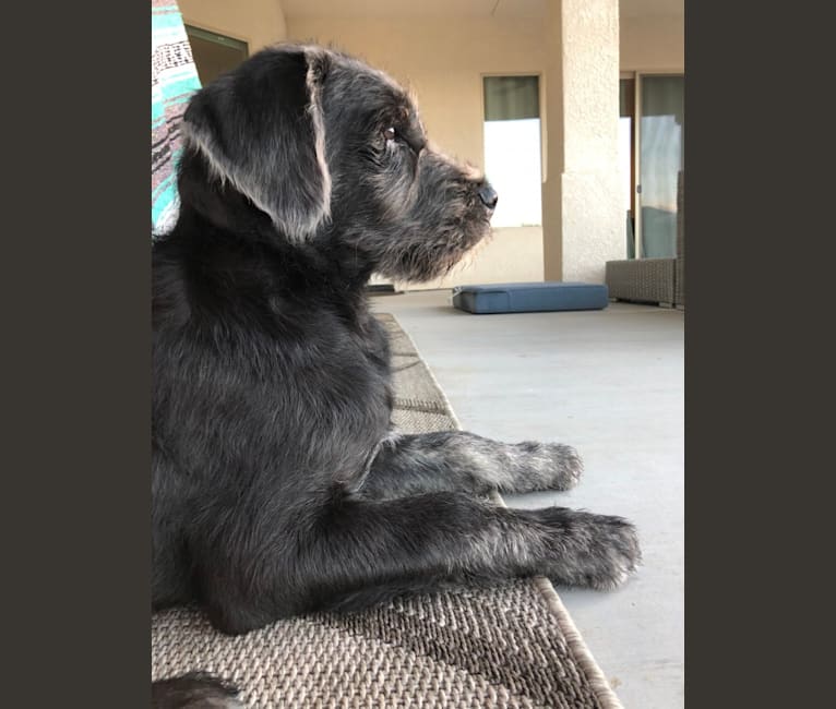 Embark Dog Dna Test Breed