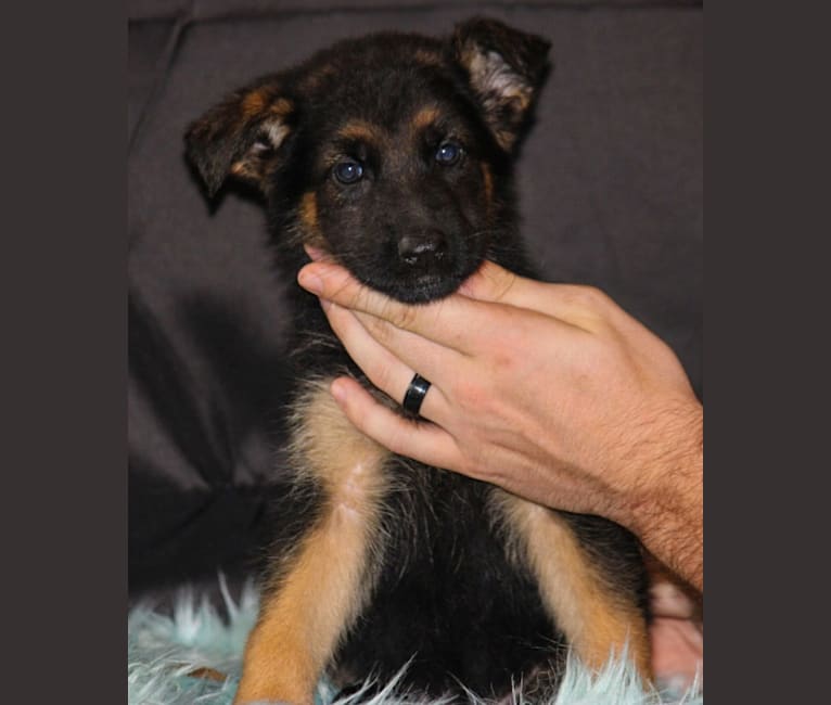 Kovah, a German Shepherd Dog tested with EmbarkVet.com