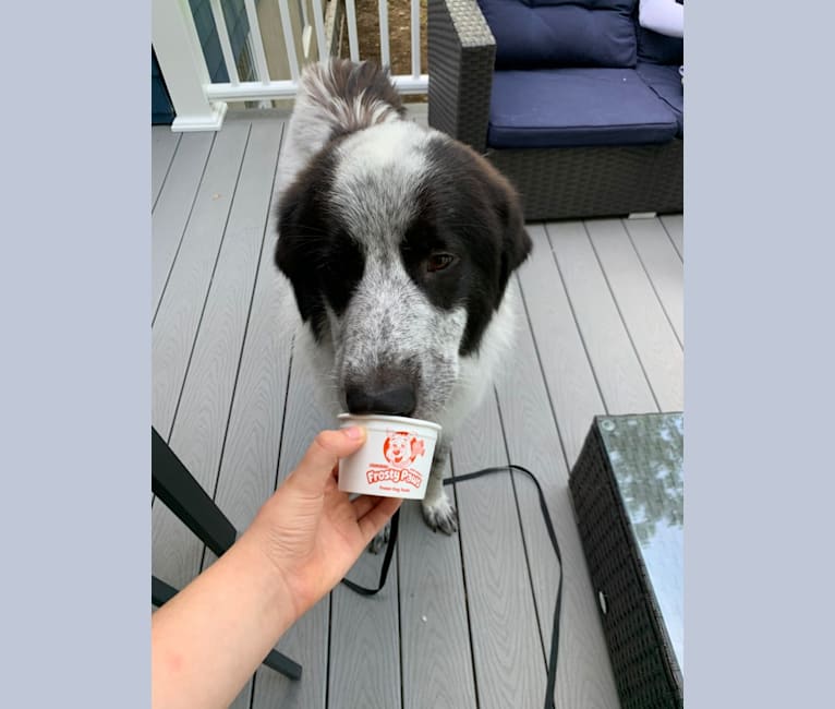 Frankie Ocean, a Great Pyrenees and Maremma Sheepdog mix tested with EmbarkVet.com