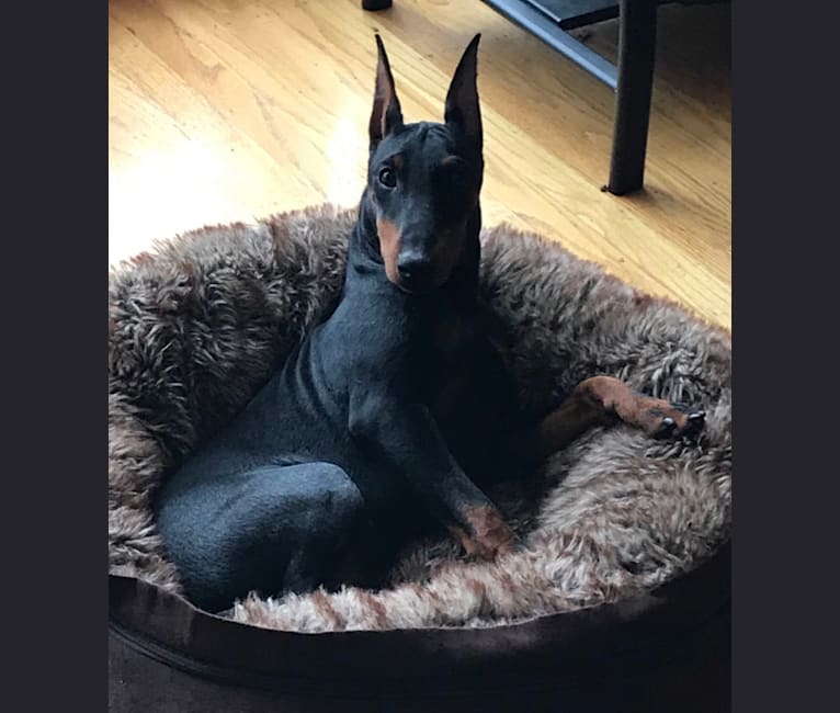 Stryker, a Manchester Terrier (Standard) tested with EmbarkVet.com
