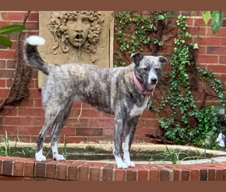 Bella, a Boston Terrier and Great Pyrenees mix tested with EmbarkVet.com