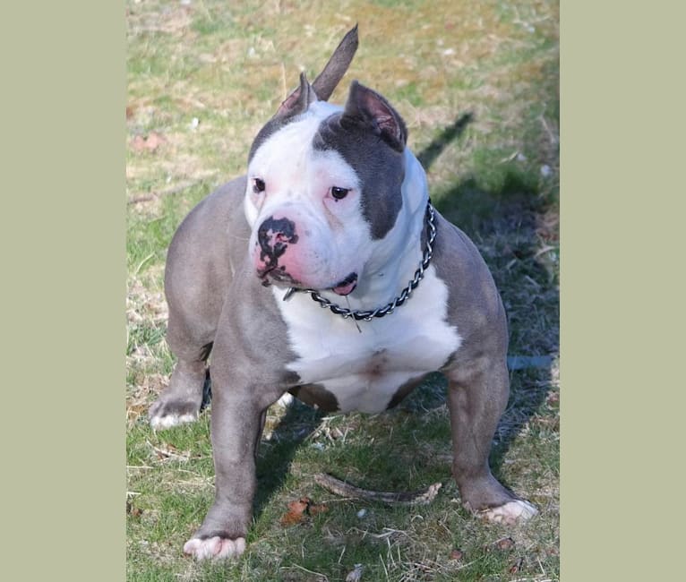 American bully kimbo 2025