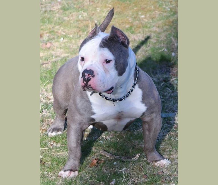 Kimbo, an American Bully tested with EmbarkVet.com