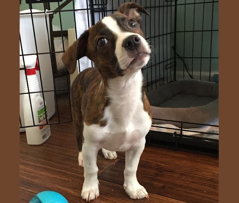 Skooch, a Miniature/MAS-type Australian Shepherd and Boston Terrier mix tested with EmbarkVet.com