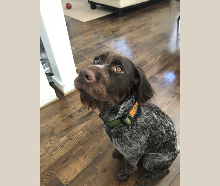 Photo of Royal, a Wirehaired Pointing Griffon  in Raleigh, North Carolina, USA