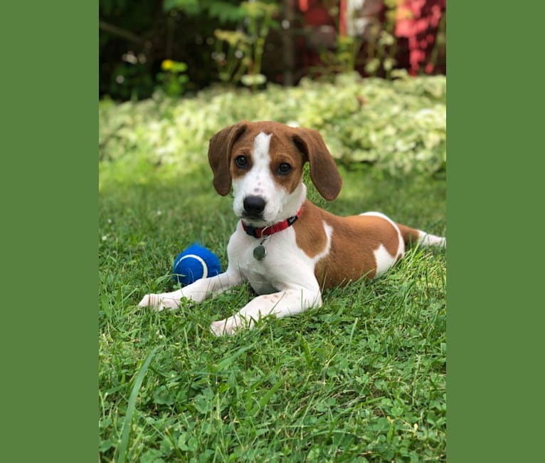 Ruthie, a Treeing Walker Coonhound tested with EmbarkVet.com
