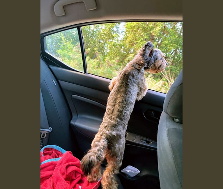Dakota, a Shihpoo tested with EmbarkVet.com