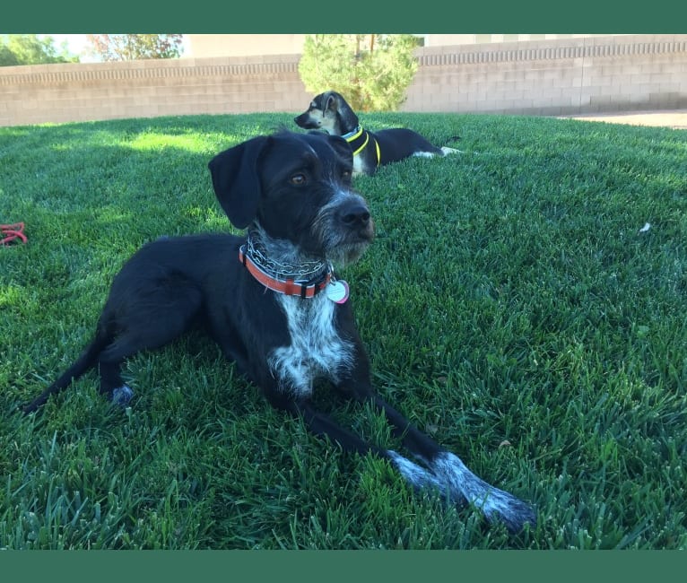 Pepper, a Wirehaired Pointing Griffon and Boxer mix tested with EmbarkVet.com