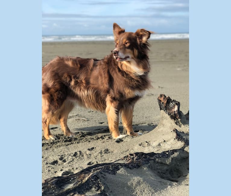Rosie O'Doggell, an Australian Shepherd and German Shepherd Dog mix tested with EmbarkVet.com