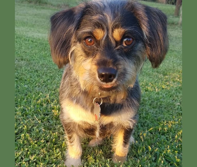 Photo of Gracie, a Chihuahua, Dachshund, Poodle (Small), Cocker Spaniel, and Mixed mix in Lake Charles, Louisiana, USA