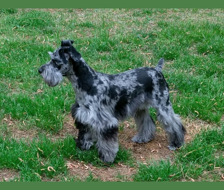 Embark Dog DNA Test Breed