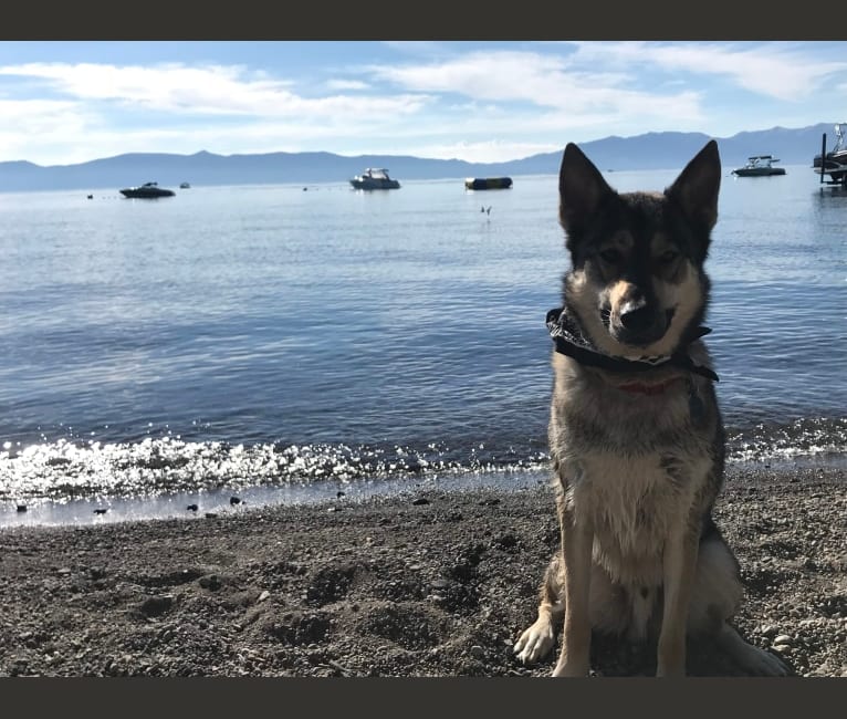 Koa, a German Shepherd Dog and Siberian Husky mix tested with EmbarkVet.com