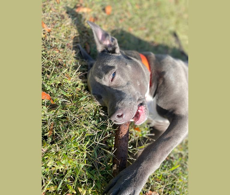 Oliver, an American Pit Bull Terrier tested with EmbarkVet.com