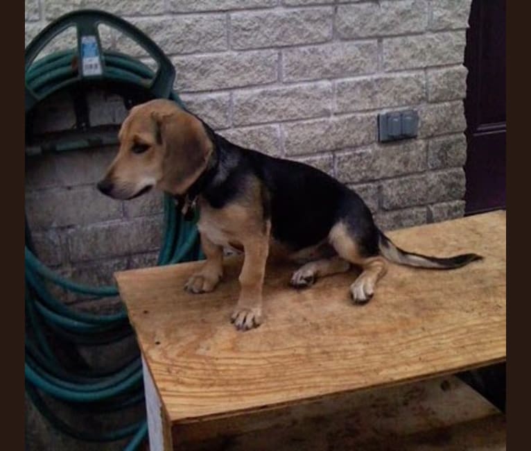 Polly, a Basset Hound and Weimaraner mix tested with EmbarkVet.com