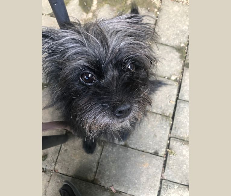 Affenpinscher brussels griffon mix sales