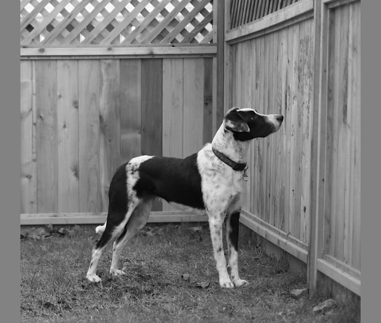Lola, a Border Collie and American English Coonhound mix tested with EmbarkVet.com